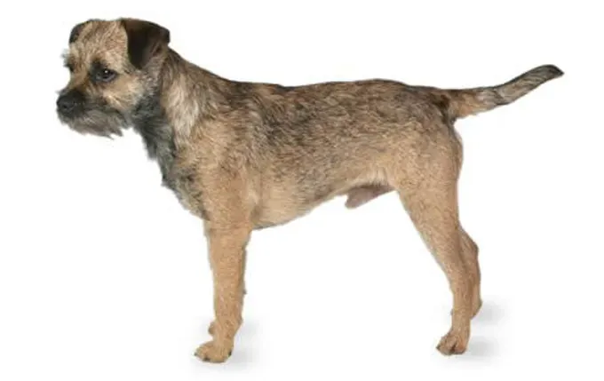Border Terrier hundnamn