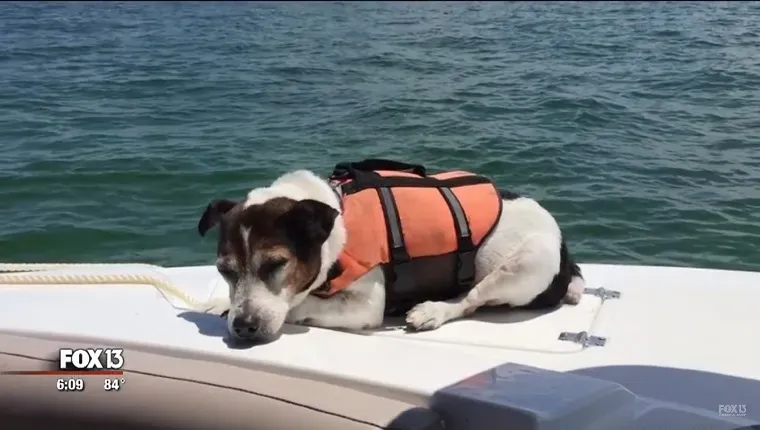 Jack Russell terier v rešilnem jopiču je bil rešen, potem ko je bil 3 ure izgubljen na morju