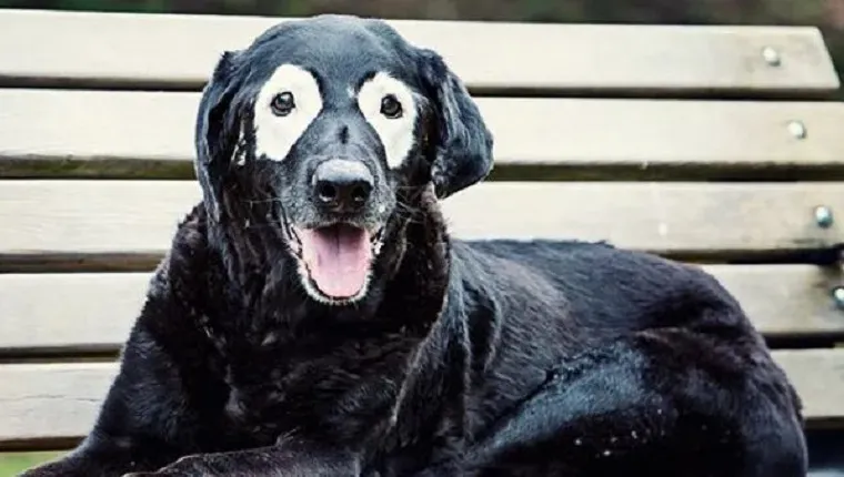 Nie Tvár tohto psa nie je namaľovaná, aby tak vyzerala